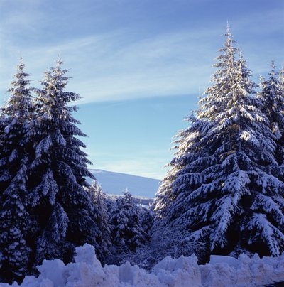 Snow-Covered Fir Trees on the Wicklow Mountains by Unbekannt Unbekannt